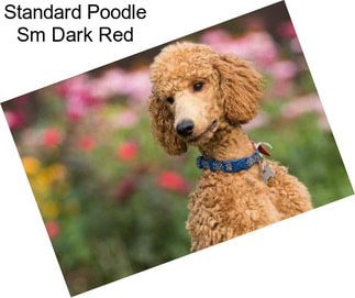 Standard Poodle Sm Dark Red