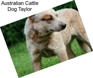 Australian Cattle Dog Taylor