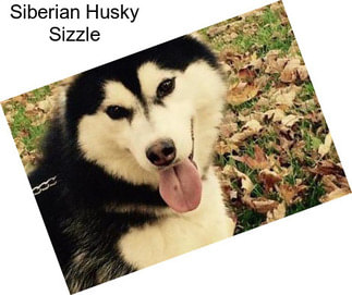 Siberian Husky Sizzle
