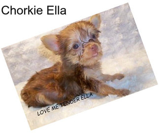 Chorkie Ella