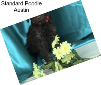 Standard Poodle Austin