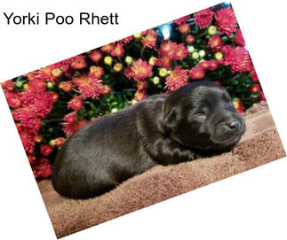 Yorki Poo Rhett