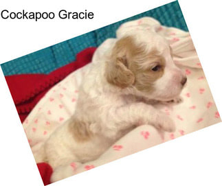 Cockapoo Gracie