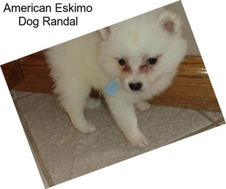 American Eskimo Dog Randal