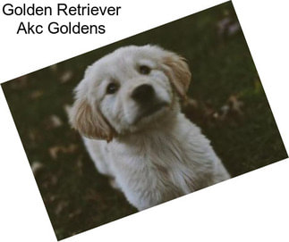 Golden Retriever Akc Goldens