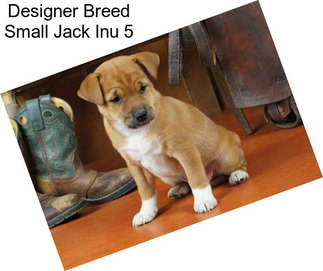 Designer Breed Small Jack Inu 5