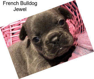 French Bulldog Jewel