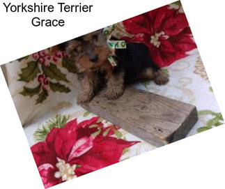 Yorkshire Terrier Grace