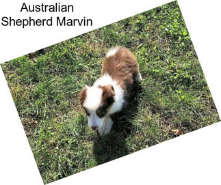 Australian Shepherd Marvin