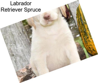 Labrador Retriever Spruce