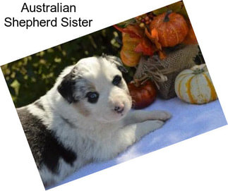 Australian Shepherd Sister