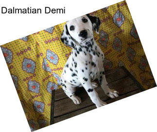 Dalmatian Demi