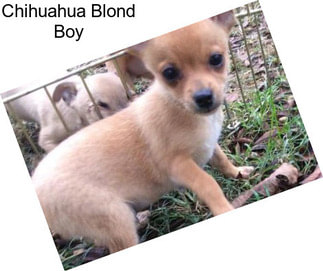 Chihuahua Blond Boy