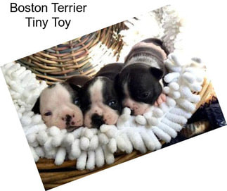 Boston Terrier Tiny Toy