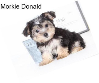 Morkie Donald