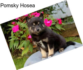 Pomsky Hosea