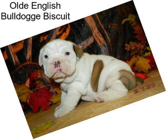 Olde English Bulldogge Biscuit
