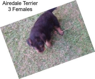 Airedale Terrier 3 Females