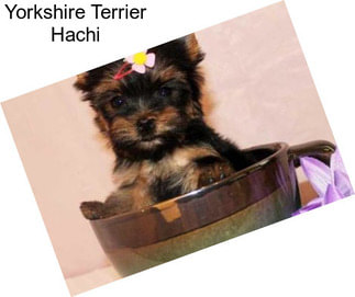 Yorkshire Terrier Hachi