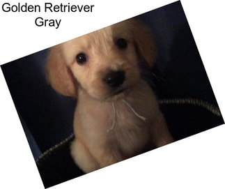 Golden Retriever Gray