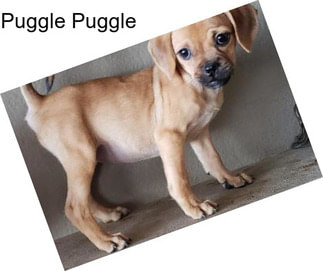 Puggle Puggle