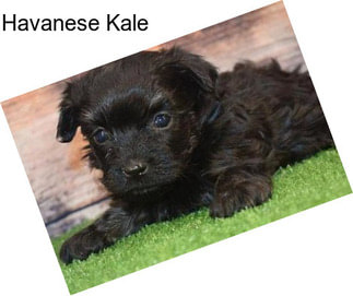 Havanese Kale