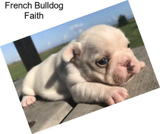 French Bulldog Faith
