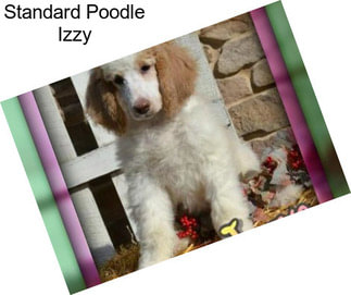 Standard Poodle Izzy