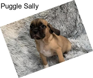 Puggle Sally