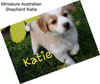 Miniature Australian Shepherd Katie
