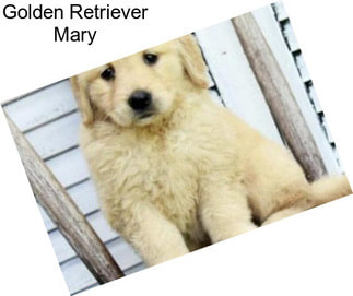 Golden Retriever Mary
