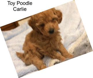 Toy Poodle Carlie