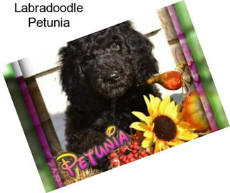 Labradoodle Petunia