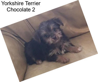 Yorkshire Terrier Chocolate 2