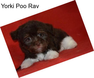 Yorki Poo Rav