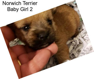 Norwich Terrier Baby Girl 2