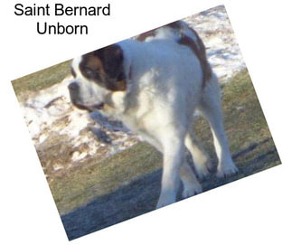 Saint Bernard Unborn