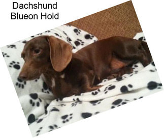 Dachshund Blueon Hold