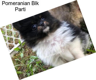 Pomeranian Blk Parti