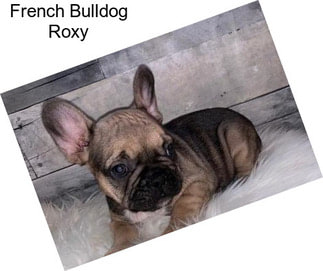 French Bulldog Roxy