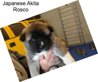 Japanese Akita Rosco