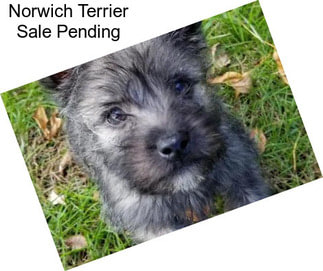 Norwich Terrier Sale Pending