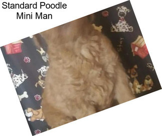 Standard Poodle Mini Man