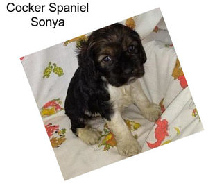 Cocker Spaniel Sonya