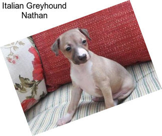 Italian Greyhound Nathan