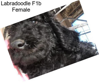 Labradoodle F1b Female