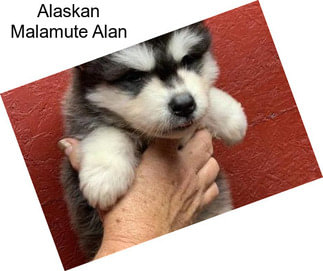 Alaskan Malamute Alan