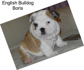 English Bulldog Boris