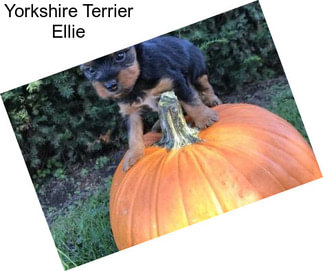 Yorkshire Terrier Ellie