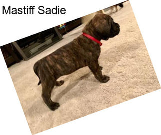 Mastiff Sadie